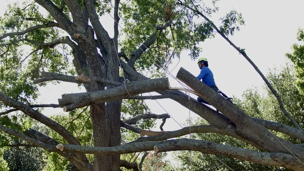 Professional Crown Thinning performed by certified arborists in Ludowici