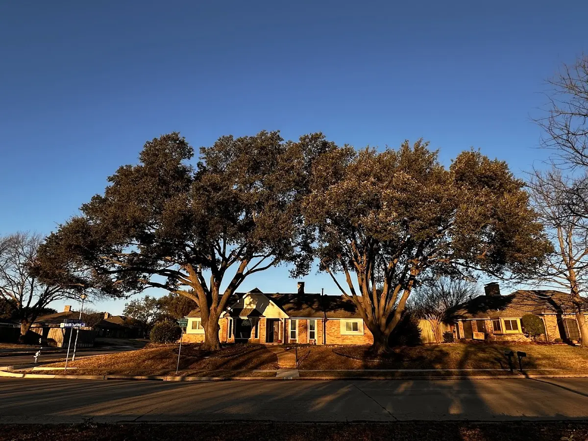 Established residential canopy tree shading a home in Ludowici
